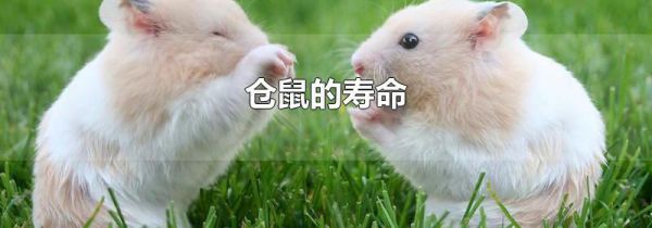 仓鼠的寿命