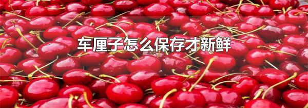 车厘子怎么保存才新鲜