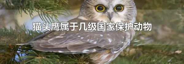 猫头鹰属于几级国家保护动物