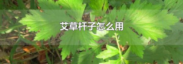 艾草杆子怎么用