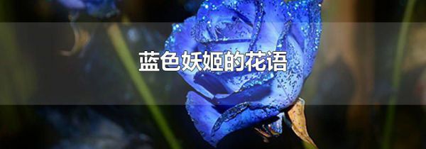 蓝色妖姬的花语