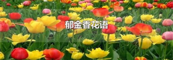 郁金香花语