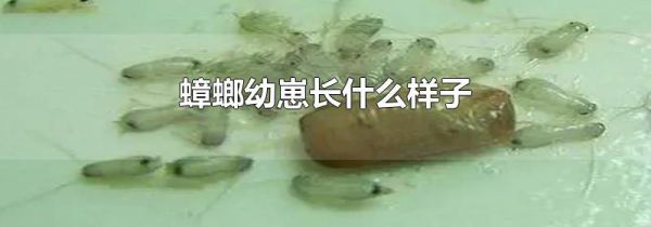 蟑螂幼崽长什么样子