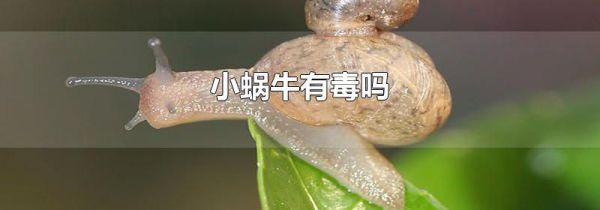 小蜗牛有毒吗