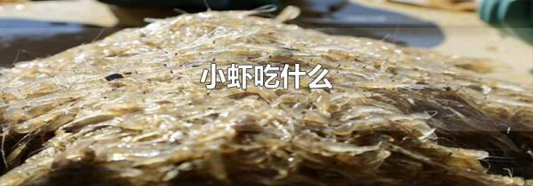 小虾吃什么