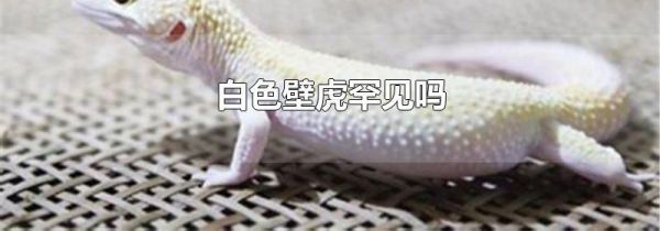 白色壁虎罕见吗