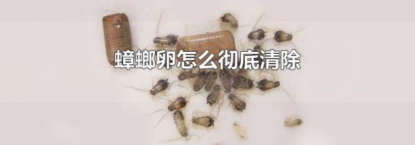 蟑螂卵怎么彻底清除