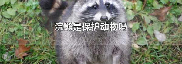 浣熊是保护动物吗