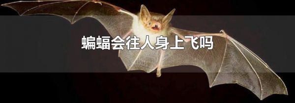 蝙蝠会往人身上飞吗