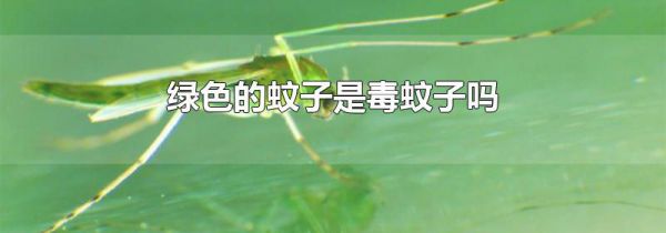 绿色的蚊子是毒蚊子吗