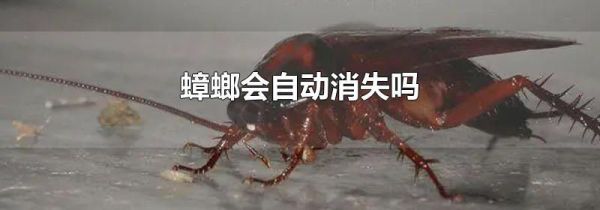 蟑螂会自动消失吗