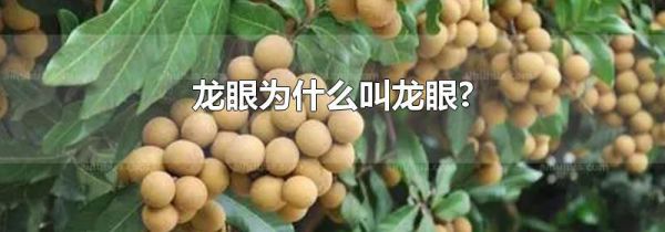 龙眼为什么叫龙眼?