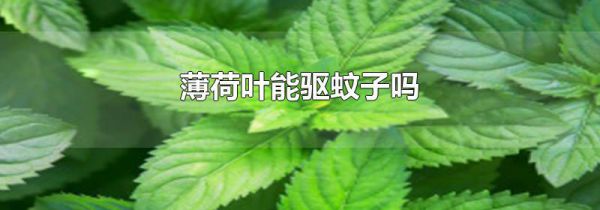薄荷叶能驱蚊子吗