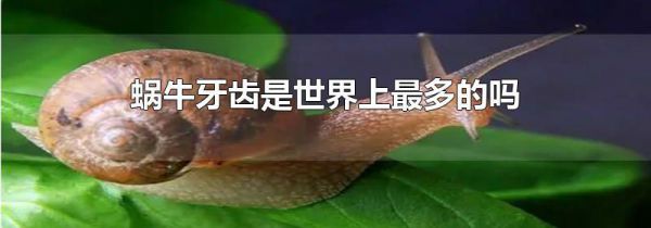 蜗牛牙齿是世界上最多的吗