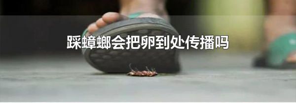 踩蟑螂会把卵到处传播吗