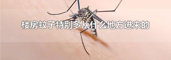 楼房蚊子特别多从什么地方进来的