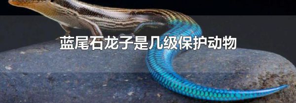 蓝尾石龙子是几级保护动物