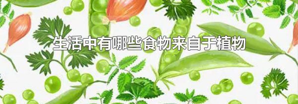 生活中有哪些食物来自于植物