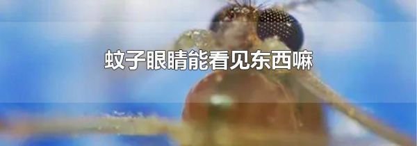 蚊子眼睛能看见东西嘛
