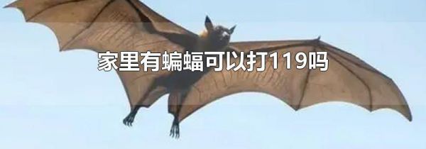 家里有蝙蝠可以打119吗