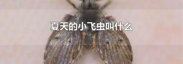 夏天的小飞虫叫什么