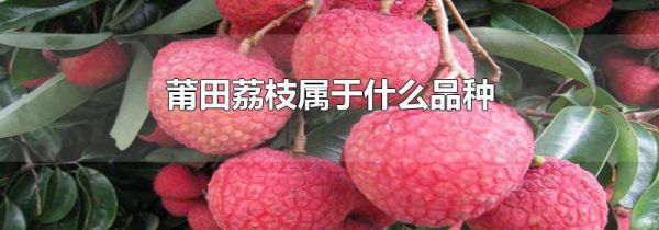 莆田荔枝属于什么品种