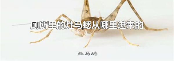 厕所里的灶马蟋从哪里进来的