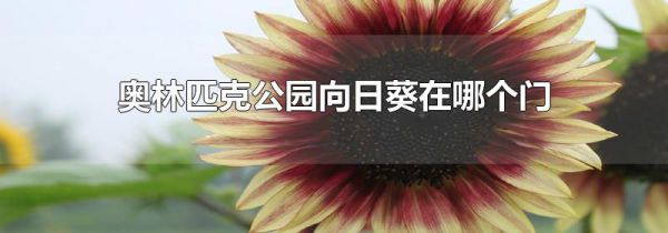 奥林匹克公园向日葵在哪个门