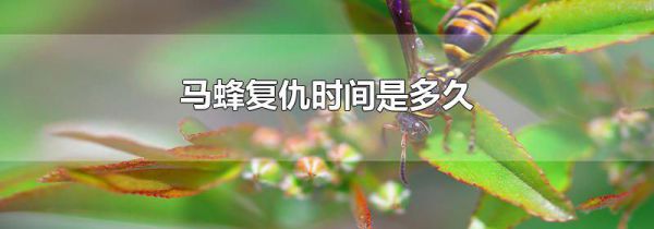 马蜂复仇时间是多久