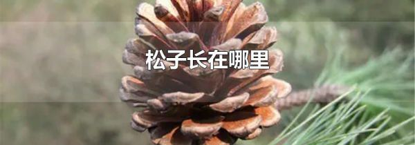 松子长在哪里