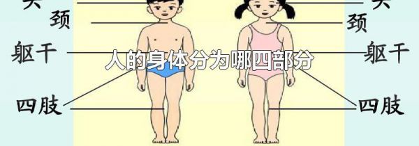 人的身体分为哪四部分