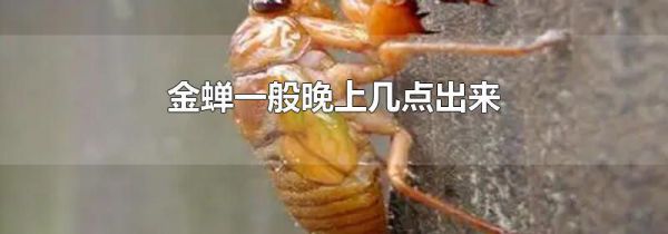 金蝉一般晚上几点出来