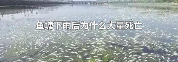 鱼塘下雨后为什么大量死亡
