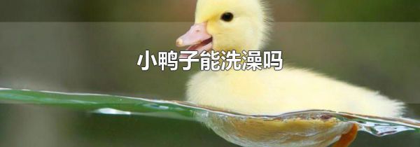 小鸭子能洗澡吗