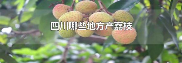四川哪些地方产荔枝
