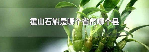 霍山石斛是哪个省的哪个县