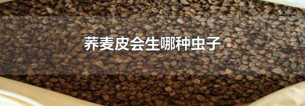 荞麦皮会生哪种虫子