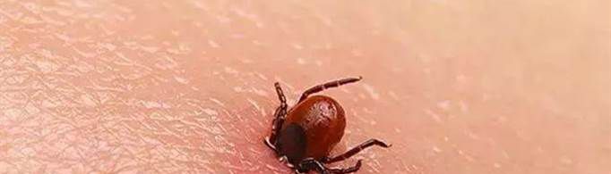 蜱虫一般生活在什么地方？