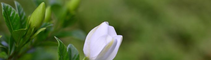 春天开的花有哪些？