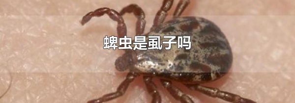 蜱虫是虱子吗