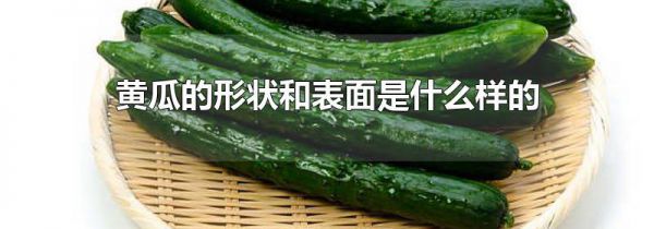 黄瓜的形状和表面是什么样的