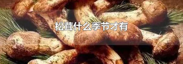 松茸什么季节才有