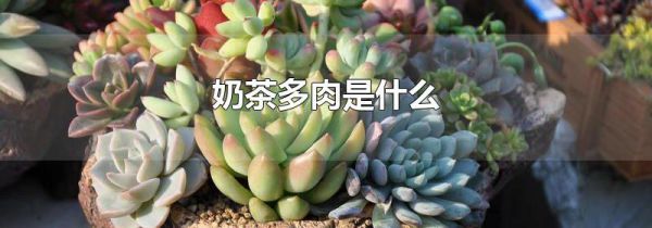 奶茶多肉是什么