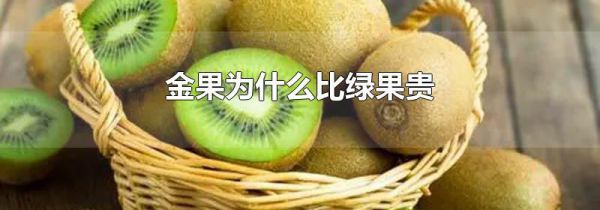 金果为什么比绿果贵