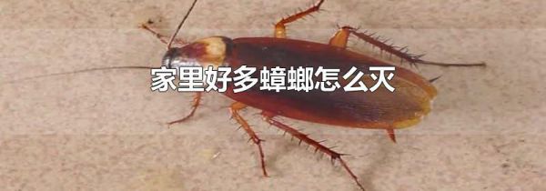 家里好多蟑螂怎么灭