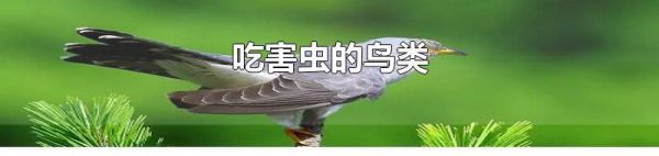 吃害虫的鸟类