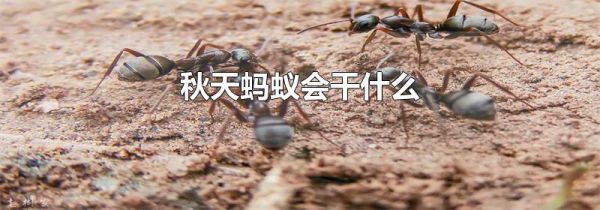 秋天蚂蚁会干什么