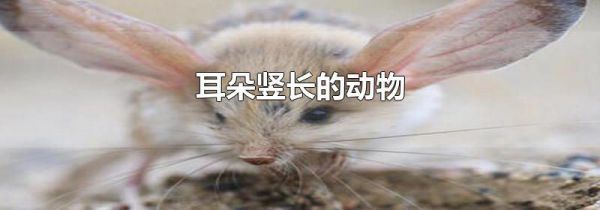 耳朵竖长的动物