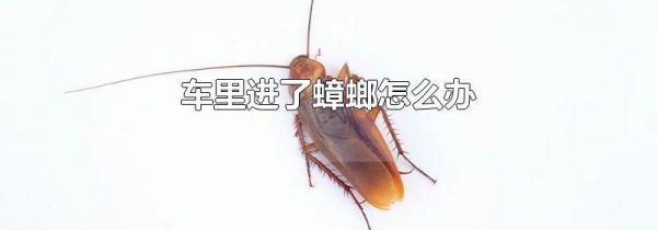 车里进了蟑螂怎么办