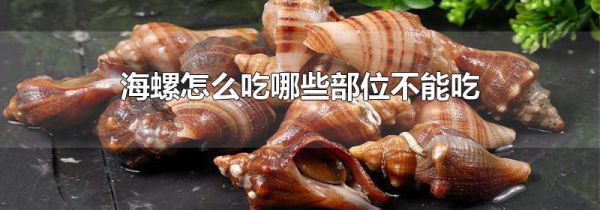 海螺怎么吃哪些部位不能吃